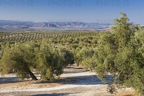 Olive grove on the way to Ibros village, Jaen province, Spain, Europe