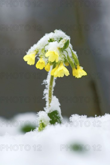 Yellow primrose, cowslip (Primula veris) covered with snow