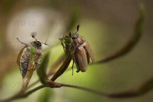 Two cockchafers, field cockchafer (Melolontha melolontha), sitting on the leaf buds of a deciduous