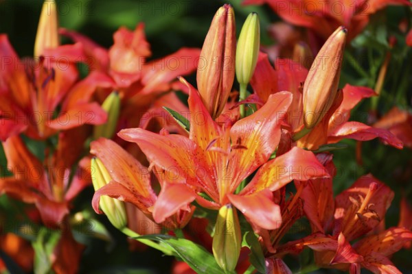 A Beautiful orange lilies in the garden