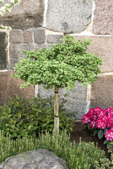 Dwarf maidenhair tree (Ginkgo biloba 'Mariken')