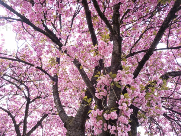 Japanese cherry (Prunus serrulata), Leoben, Styria, Austria, Europe