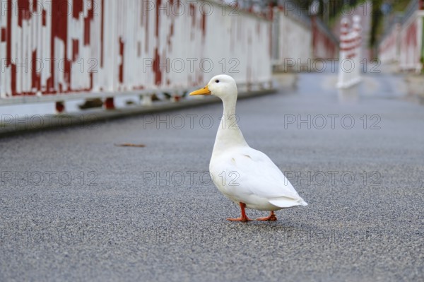 Peking duck (Anas platyrhynchos domestica) on a bridge on the Rhine, Düsseldorf, Germany, Europe
