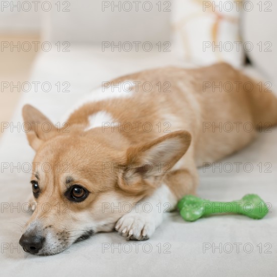 Cute dog couch with toy