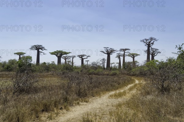 Baobab Avenue, African baobab (adansonia digitata), Madagascar, Africa