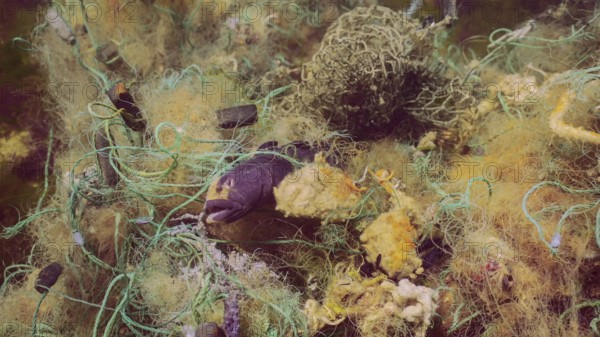 Dead Goby fish in lost fishing net lies on seabed on bright sunny day in Black sea, Ghost gear