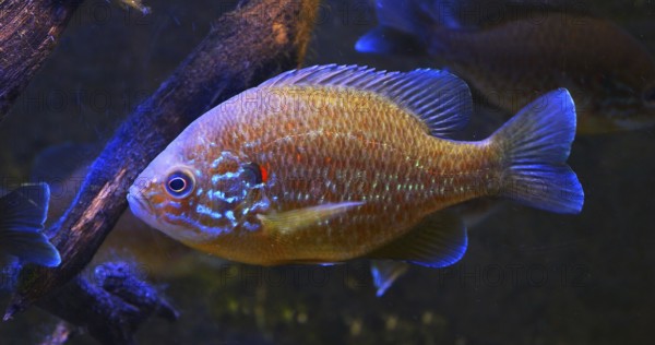 Pumpkinseed Sunfish (lepomis gibbosus), Adult Swimming in a Freshwater in France