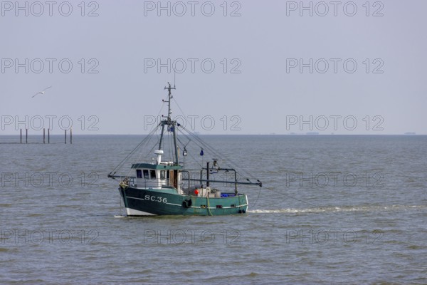 Fishing boat trawls the North Sea for shrimp, Büsum, Helgoland, Schleswig-Holstein, Germany, Europe