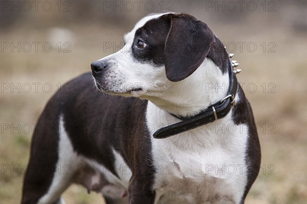 Dog portrait
