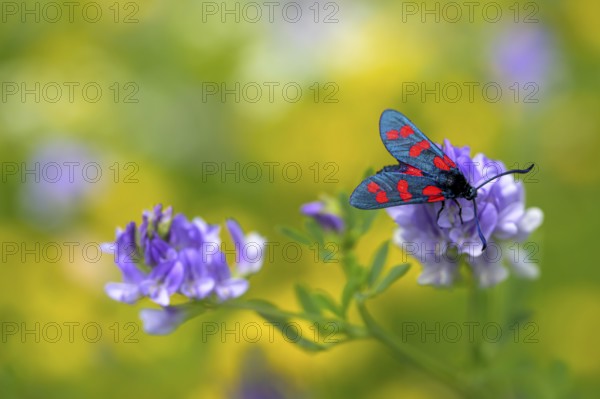 Six-spot burnet (Zygaena filipendulae), Bressanone, South Tyrol, Italy, Europe