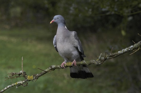 Wood Pigeon (columba palumbus), Adult standing on Branch, Normandy