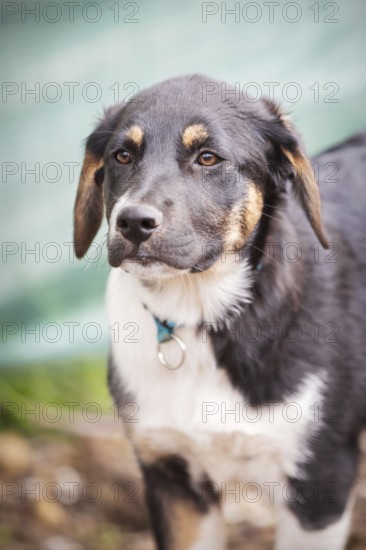 Black, yellow and white dog puppy with sad eyes in the shelter for adoption
