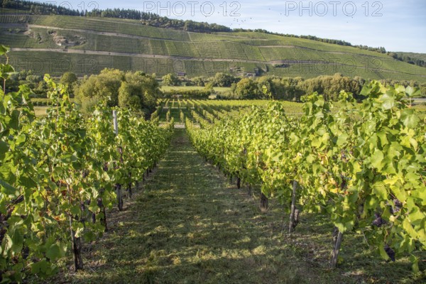 Vineyard in autumn just before the grape harvest in Brauneberg on the Moselle