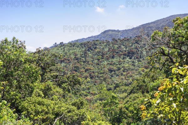 The Sri Lanka dry-zone dry evergreen forests are a tropical dry broadleaf forest ecoregion of the