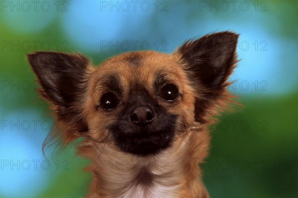Chihuahua (animals) (mammals) (mammals) (domestic dog) (pet) (pet) (outside) (outdoor) (frontal)