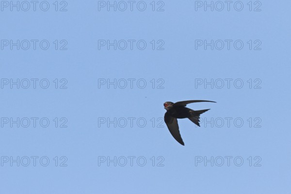 Swifts catching insects