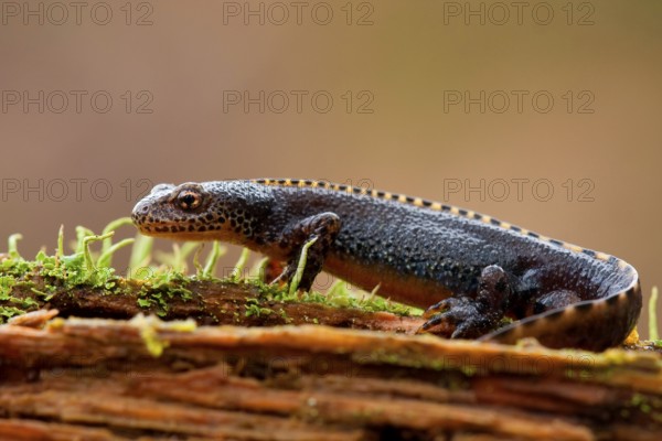 Alpine newt (Ichthyosaura alpestris) Rhineland-Palatinate, Germany, Europe