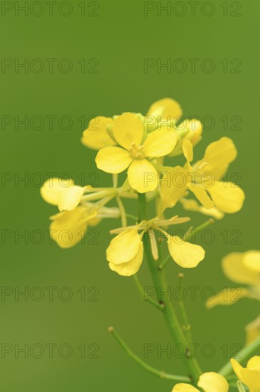 Wild Mustard (Sinapis arvensis), North Rhine-Westphalia, Germany, Field Mustard, Charlock Mustard,