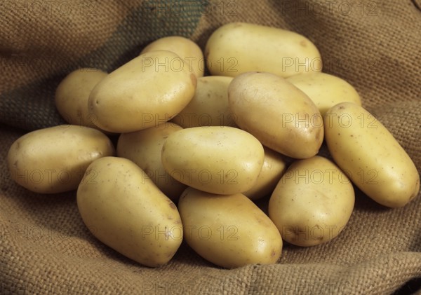 Mona Lisa Potato (Solanum tuberosum)