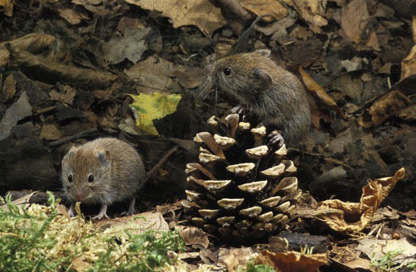 Bank Vole (clethrionomys glareolus), Adults with Fire Cone