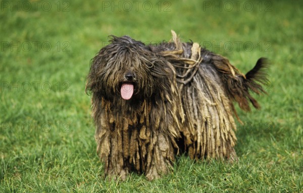 Bergamo shepherd dog or Bergamo shepherd dog, dog standing on grass