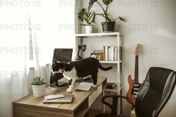 Cat walking desk indoors