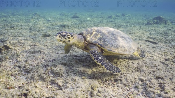 Hawksbill Sea Turtle (Eretmochelys imbricata) or Bissa swims over of coral reef, Red sea, Egypt,