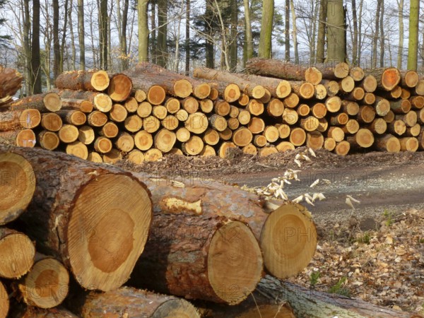 Maulbronn, needle, wood store in the forest, logs