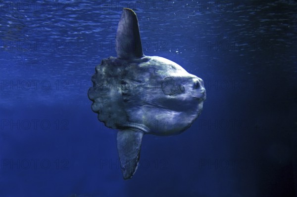 SUNFISH (mola mola), California, USA, North America