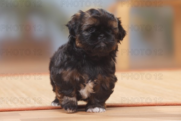 Shih-Tzu, puppy, 6 weeks