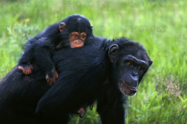 Chimpanzee, female carrying young on her back, common chimpanzee (Pan troglodytes)