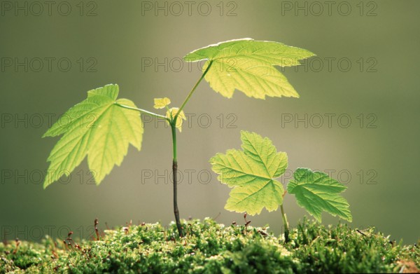 Sycamore (Acer pseudoplatanus), seedlings, Bergahorn, Saemlinge, Pflanzen, plants, Laubbaum,