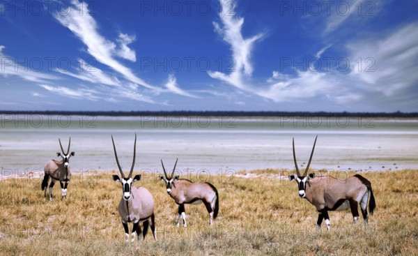 Oryx, Etosha-Nationalpark, Namibia, Africa