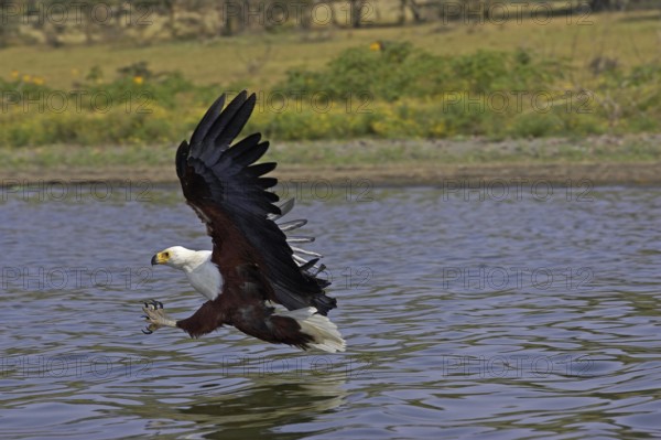 African Fish Eagle (haliaeetus vocifer), Adult in Flight, Fishing, Baringo Lake in Kenya