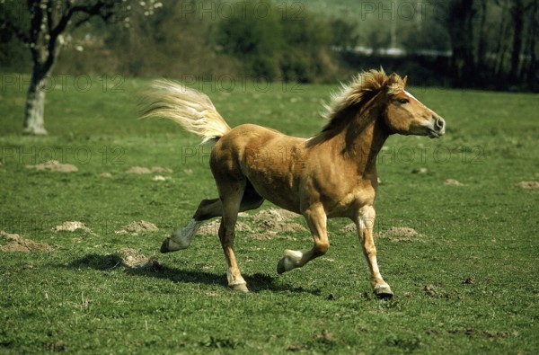 HAFLINGER PONY ADULT TROTTING ON GRASS