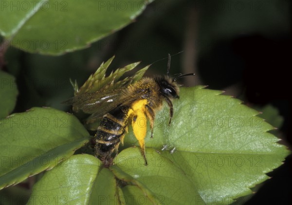 Honey Bee (apis mellifera), Adult with Pollen Baskets, Normandy