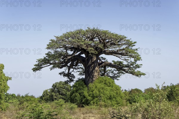 African baobab (adansonia digitata), Madagascar, Africa
