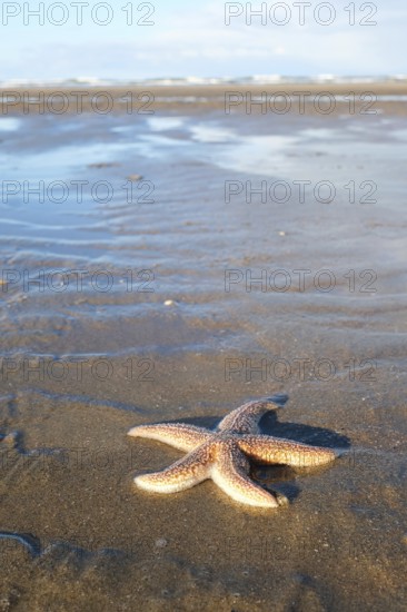 Starfish (Asteroidea) on the beach, blurred background, North Sea, Zandvoort, Netherlands