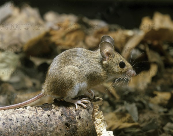 Yellow Necked Mouse (apodemus flavicollis), Adult