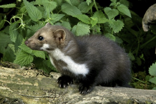 Stone Marten or Beech Marten (martes foina), Young standing on Stump