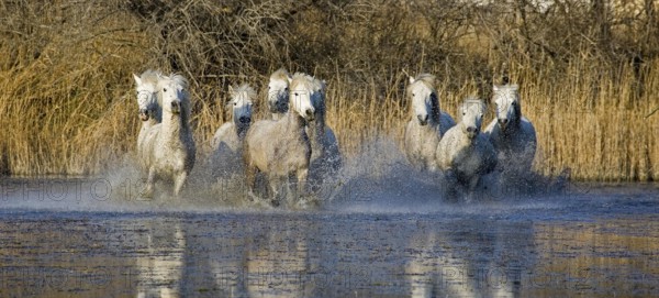 Camargue Horses, Herd galloping in Swamp, Saintes Marie de la Mer in Camargue, South of France