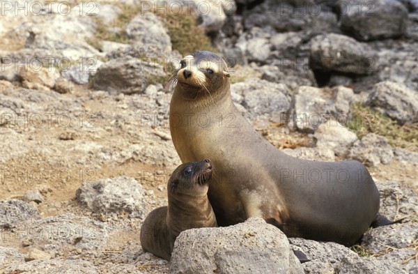 Galapagos Sea Lion (zalophus californianus) wollebacki, Female with Pup standing on Rocks