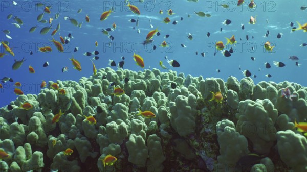 Hard corals colony Porites, school of colorful tropical fish swims above top of coral reef in