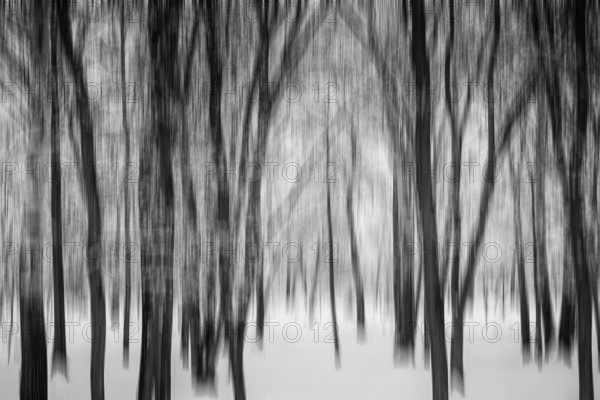 Motion blur effect of trees in a forest under the snow in winter