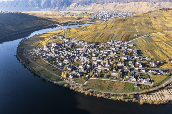 Aerial view, vineyards in autumn, Minheim, Piesport, Mosel, Region Bernkastel-Wittlich,