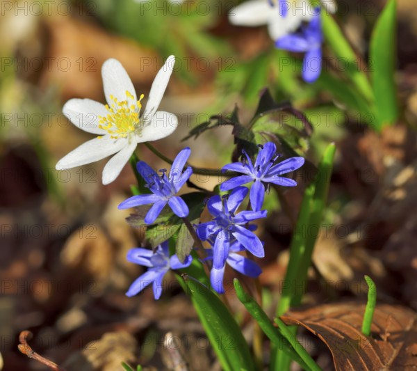 Blossoms anemone (Anemone nemorosa) and bluestem (Scilla bifoliata) detail view on forest floor,