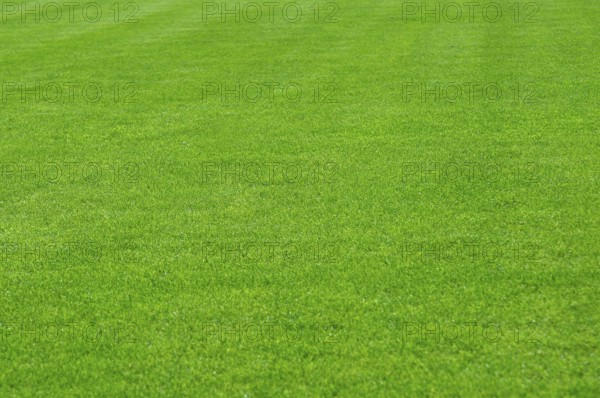 Green lawn beautiful sports field, grass