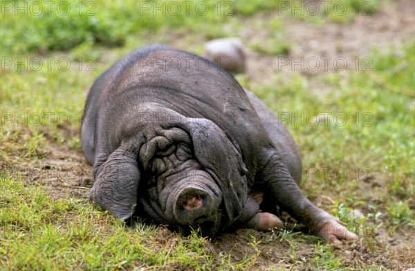 Meishan pig (Sus scrofa f. domestica) Chinese masked pig