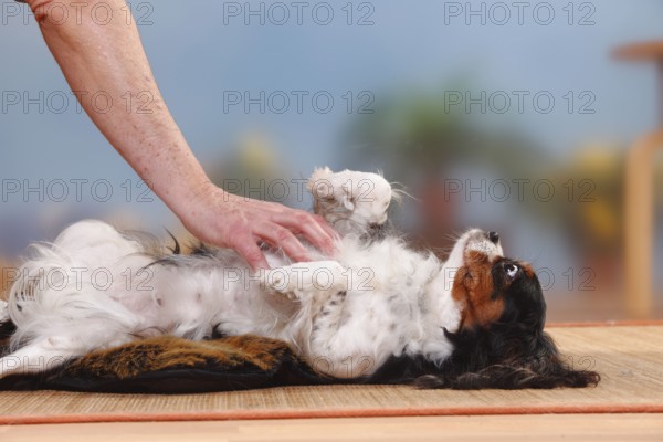 Cavalier King Charles Spaniel, bitch, tricolour, gets her belly scratched, gets petted, gets