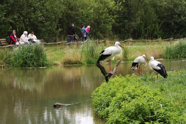 White Storks (Ciconia ciconia), nature zoo, Rheine, Lower Saxony, Germany, Europe